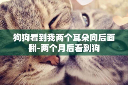 狗狗看到我兩個耳朵向后面翻-兩個月后看到狗