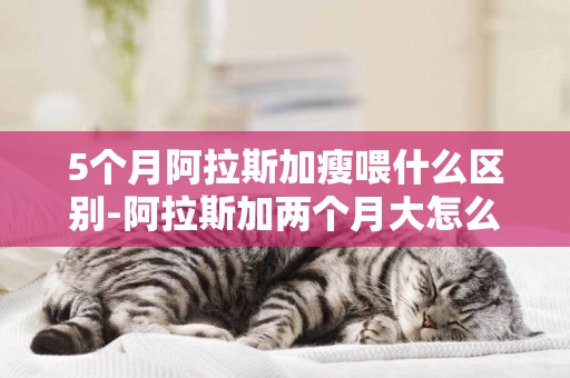 5個月阿拉斯加瘦喂什么區別-阿拉斯加兩個月大怎么喂