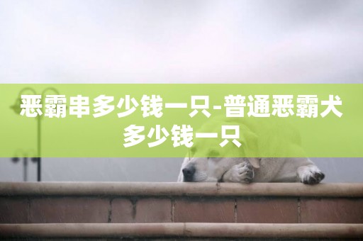 惡霸串多少錢一只-普通惡霸犬多少錢一只