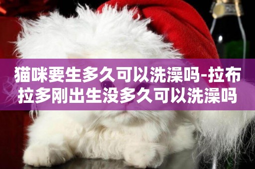 貓咪要生多久可以洗澡嗎-拉布拉多剛出生沒多久可以洗澡嗎