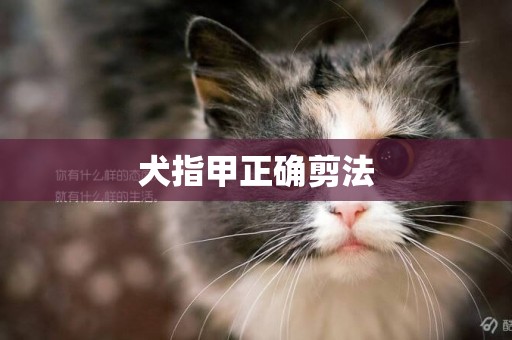 犬指甲正確剪法