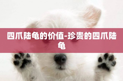 四爪陸龜的價值-珍貴的四爪陸龜