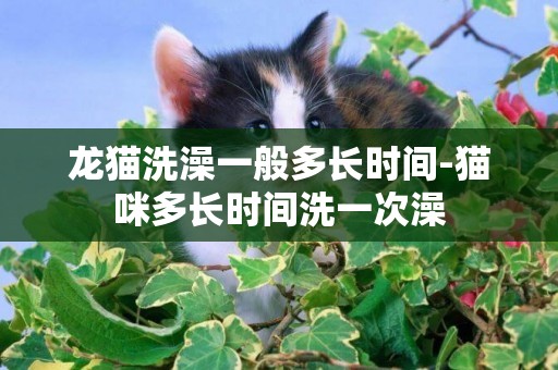 龍貓洗澡一般多長時間-貓咪多長時間洗一次澡