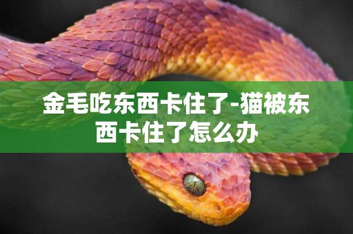 金毛吃東西卡住了-貓被東西卡住了怎么辦
