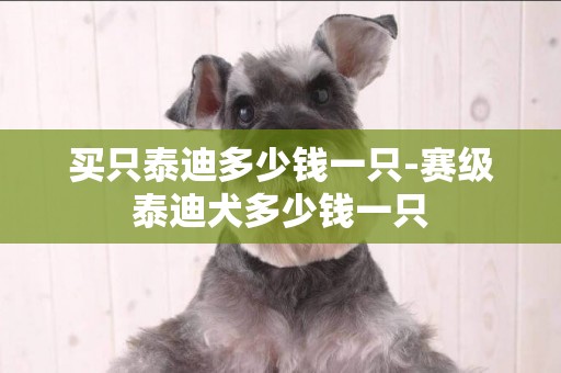 買只泰迪多少錢一只-賽級泰迪犬多少錢一只