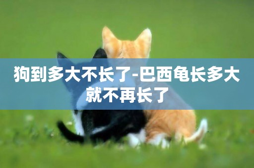 狗到多大不長了-巴西龜長多大就不再長了
