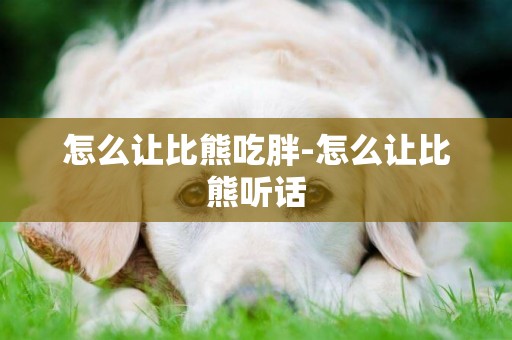 怎么讓比熊吃胖-怎么讓比熊聽話