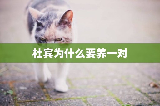 杜賓為什么要養一對