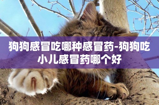 狗狗感冒吃哪種感冒藥-狗狗吃小兒感冒藥哪個好
