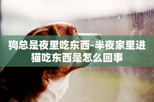 狗總是夜里吃東西-半夜家里進貓吃東西是怎么回事