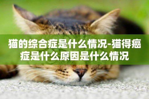 貓的綜合癥是什么情況-貓得癌癥是什么原因是什么情況
