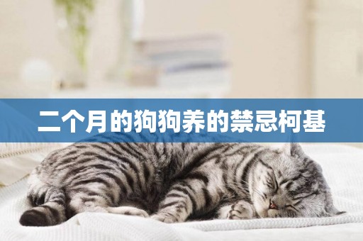 二個月的狗狗養的禁忌柯基