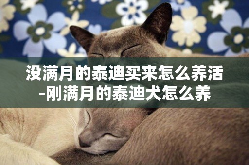 沒滿月的泰迪買來怎么養活-剛滿月的泰迪犬怎么養