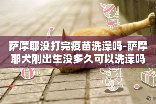 薩摩耶沒打完疫苗洗澡嗎-薩摩耶犬剛出生沒多久可以洗澡嗎