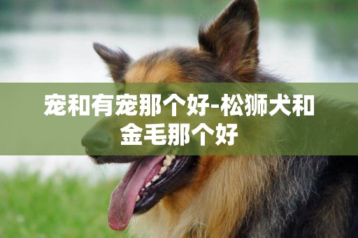 寵和有寵那個好-松獅犬和金毛那個好