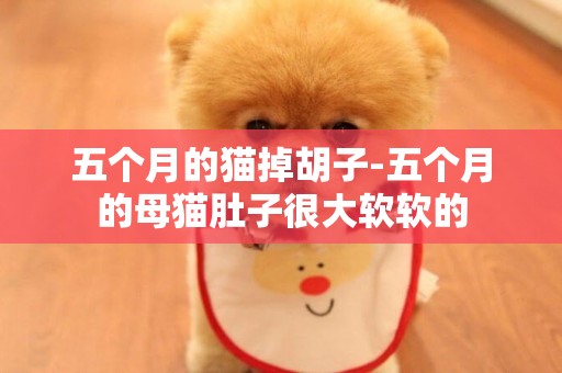 五個月的貓掉胡子-五個月的母貓肚子很大軟軟的