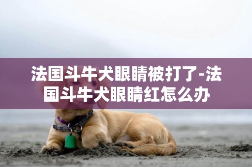 法國斗牛犬眼睛被打了-法國斗牛犬眼睛紅怎么辦