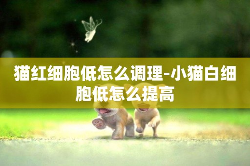 貓紅細胞低怎么調理-小貓白細胞低怎么提高