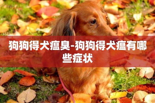 狗狗得犬瘟臭-狗狗得犬瘟有哪些癥狀