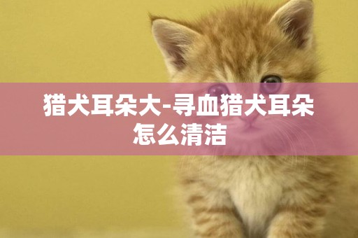 獵犬耳朵大-尋血獵犬耳朵怎么清潔
