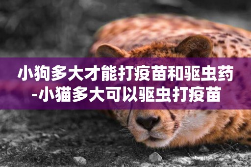 小狗多大才能打疫苗和驅蟲藥-小貓多大可以驅蟲打疫苗