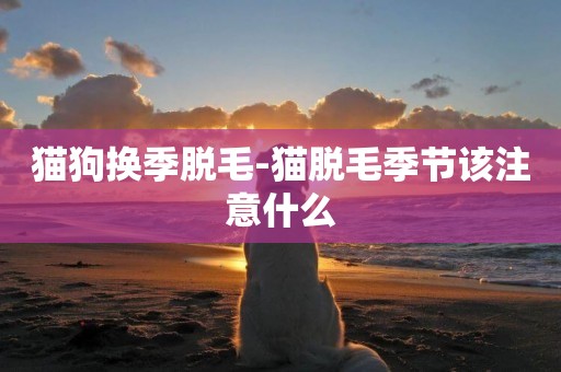 貓狗換季脫毛-貓脫毛季節該注意什么