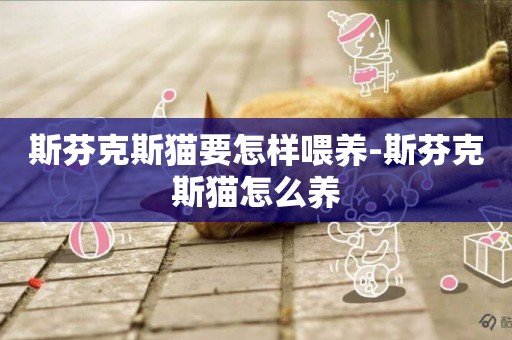 斯芬克斯貓要怎樣喂養-斯芬克斯貓怎么養