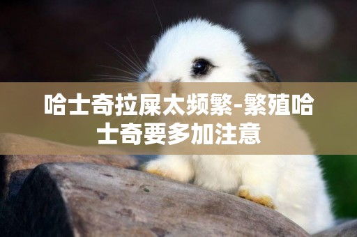 哈士奇拉屎太頻繁-繁殖哈士奇要多加注意