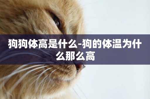 狗狗體高是什么-狗的體溫為什么那么高