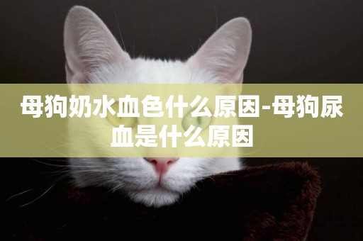 母狗奶水血色什么原因-母狗尿血是什么原因