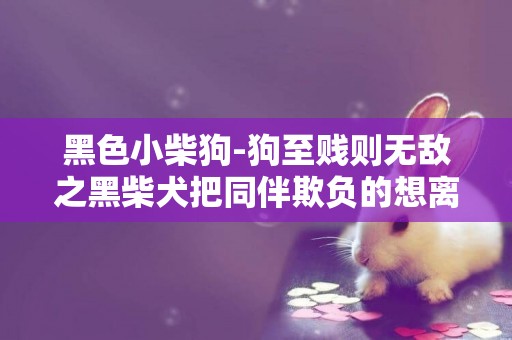 黑色小柴狗-狗至賤則無敵之黑柴犬把同伴欺負的想離家出走
