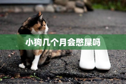 小狗幾個月會憋屎嗎