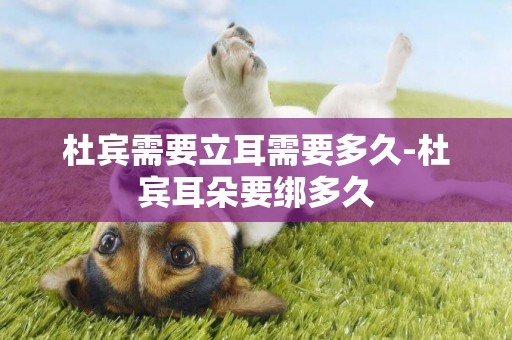 杜賓需要立耳需要多久-杜賓耳朵要綁多久