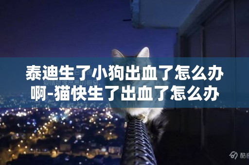 泰迪生了小狗出血了怎么辦啊-貓快生了出血了怎么辦