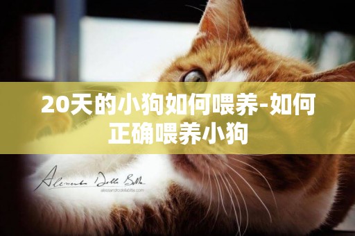 20天的小狗如何喂養-如何正確喂養小狗