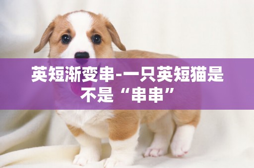 英短漸變串-一只英短貓是不是“串串”