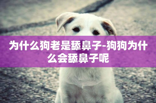 為什么狗老是舔鼻子-狗狗為什么會舔鼻子呢