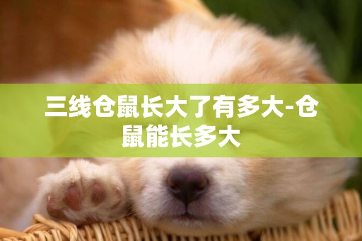 三線倉鼠長大了有多大-倉鼠能長多大