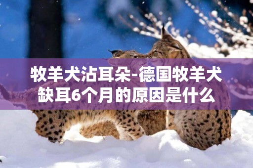 牧羊犬沾耳朵-德國牧羊犬缺耳6個月的原因是什么
