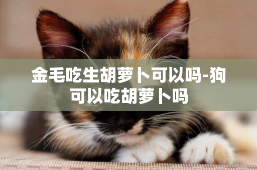 金毛吃生胡蘿卜可以嗎-狗可以吃胡蘿卜嗎