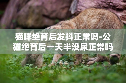 貓咪絕育后發抖正常嗎-公貓絕育后一天半沒尿正常嗎