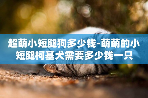 超萌小短腿狗多少錢-萌萌的小短腿柯基犬需要多少錢一只