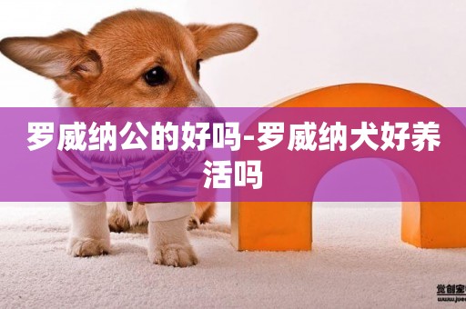 羅威納公的好嗎-羅威納犬好養活嗎