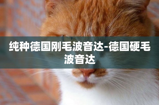 純種德國剛毛波音達-德國硬毛波音達