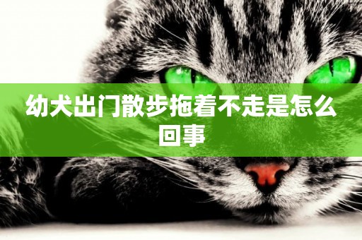 幼犬出門散步拖著不走是怎么回事
