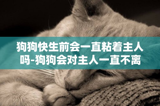 狗狗快生前會一直粘著主人嗎-狗狗會對主人一直不離不棄嗎