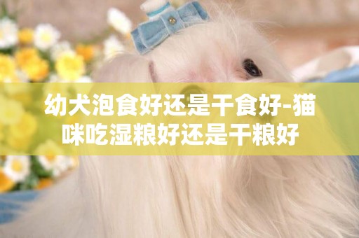 幼犬泡食好還是干食好-貓咪吃濕糧好還是干糧好
