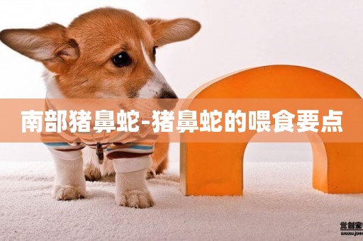 南部豬鼻蛇-豬鼻蛇的喂食要點