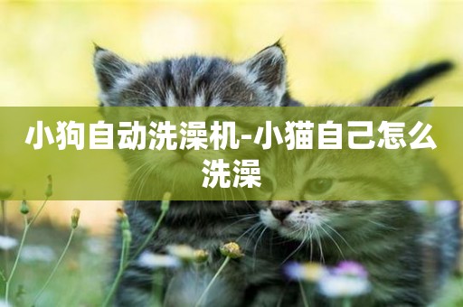 小狗自動洗澡機-小貓自己怎么洗澡