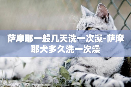 薩摩耶一般幾天洗一次澡-薩摩耶犬多久洗一次澡